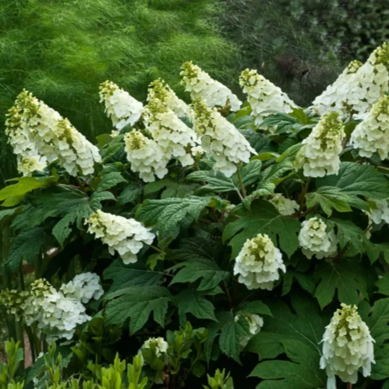 alice-oakleaf-hydrangea ‘Alice’ Oakleaf Hydrangea