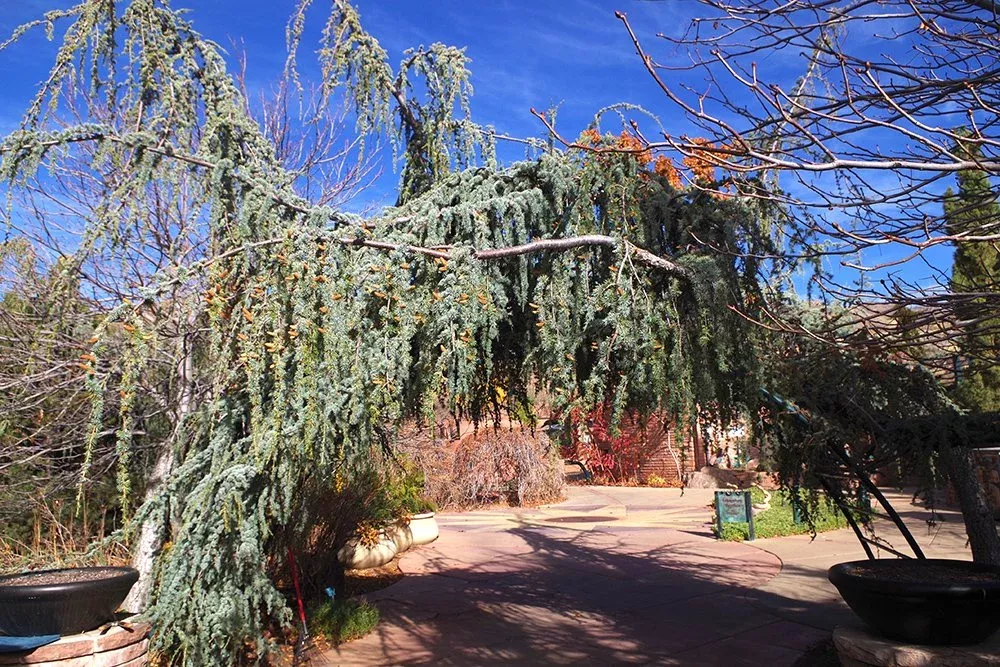 atlas-cedar-glauca-pendula-6 Atlas Cedar ‘Glauca Pendula’ #6