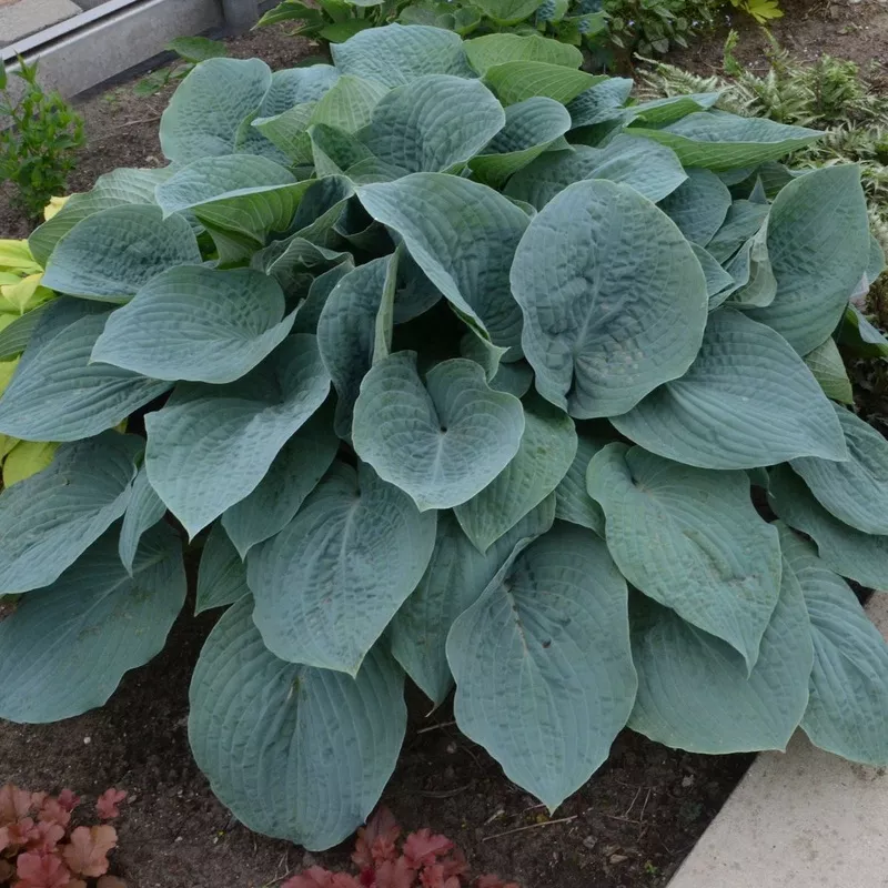 blueberry-muffin-hosta ‘Blueberry Muffin’ Hosta