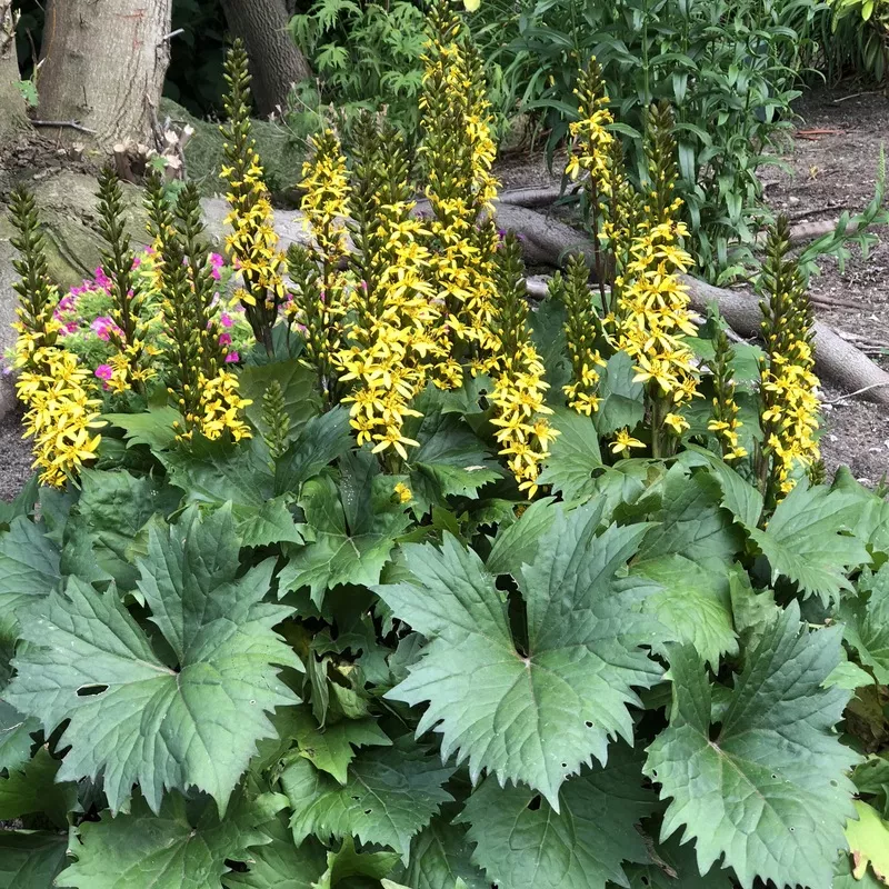 bottle-rocket-ligularia ‘Bottle Rocket’ Ligularia