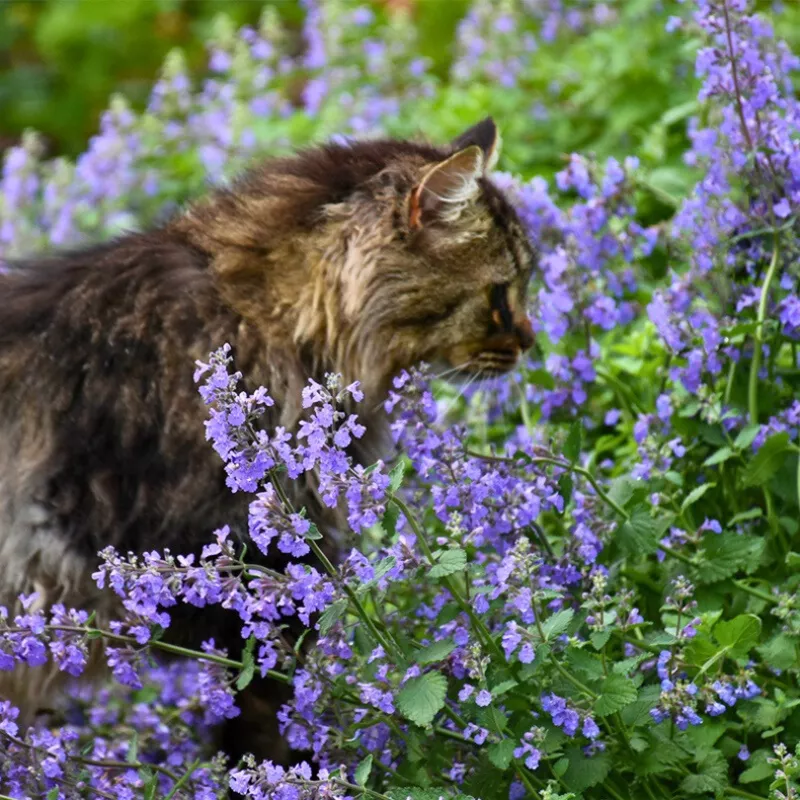cat-s-meow-catmint-nepeta ‘Cat’s Meow’ Catmint (Nepeta)