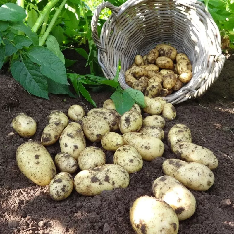 charlotte-salad-seed-potatoes ‘Charlotte’ Salad Seed Potatoes