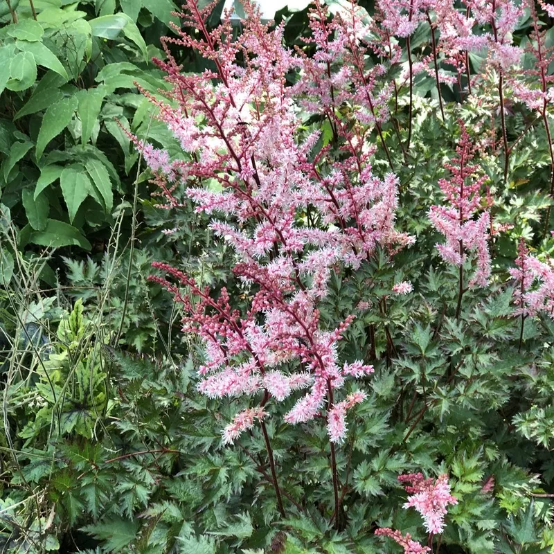 delft-lace-japanese-astilbe ‘Delft Lace’ Japanese Astilbe