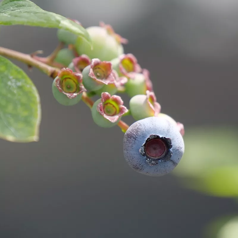 duke-blueberry ‘Duke’ Blueberry