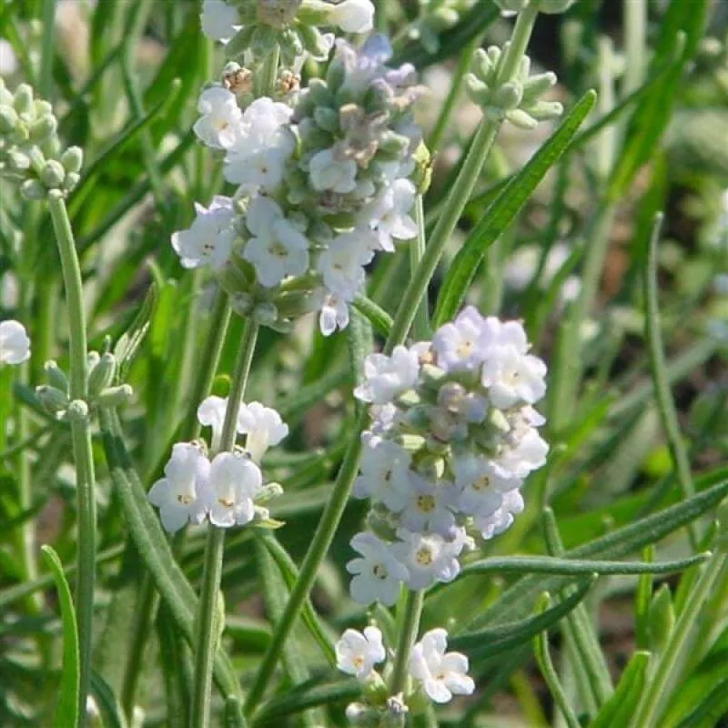 ellagance-ice-lavender ‘Ellagance Ice’ Lavender