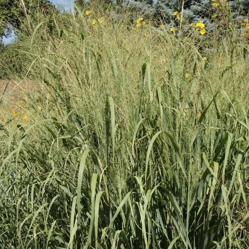forestburg-switchgrass-seeds ‘Forestburg’ Switchgrass Seeds