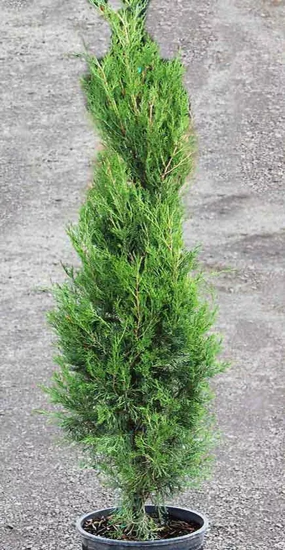 juniper-emerald-feathers-b-b-6-8 Juniper ‘Emerald Feathers’ B&B 6-8