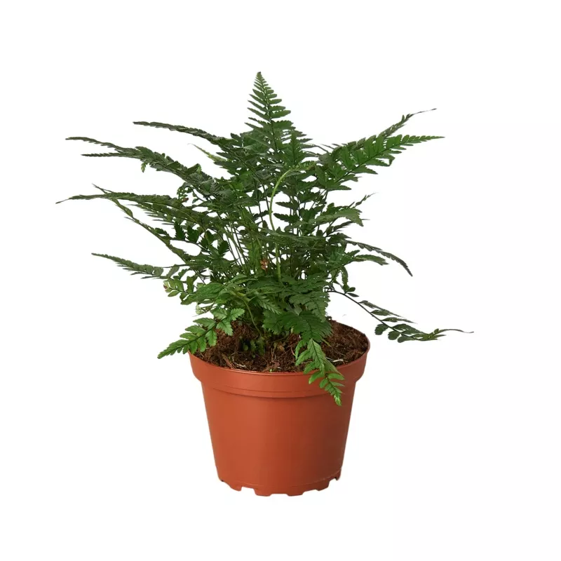 korean-rock-fern ‘Korean Rock’ Fern