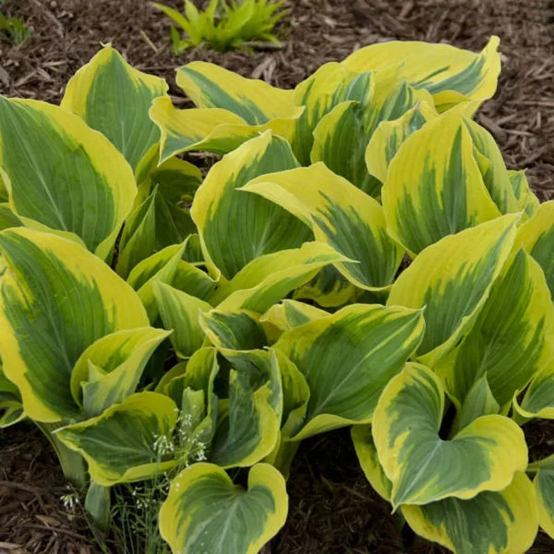liberty-hosta ‘Liberty’ Hosta