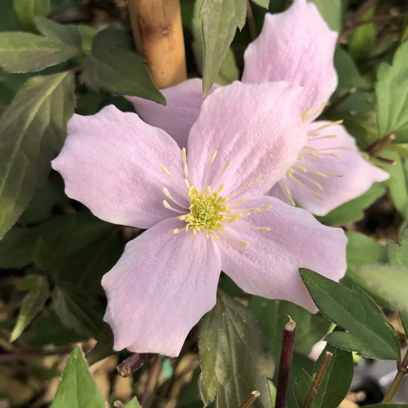 montana-rubens-clematis ‘Montana Rubens’ Clematis