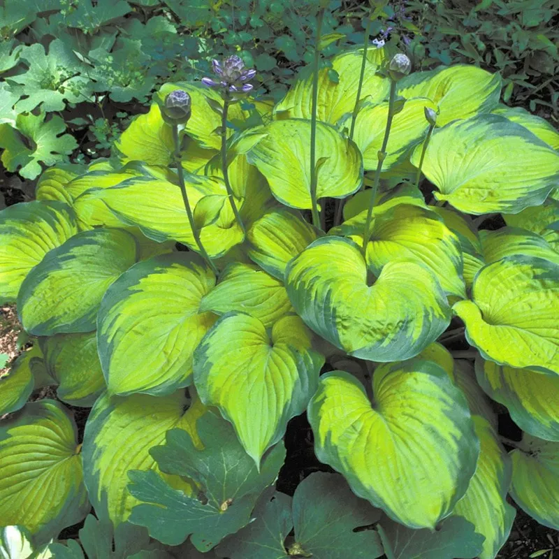 old-glory-hosta ‘Old Glory’ Hosta