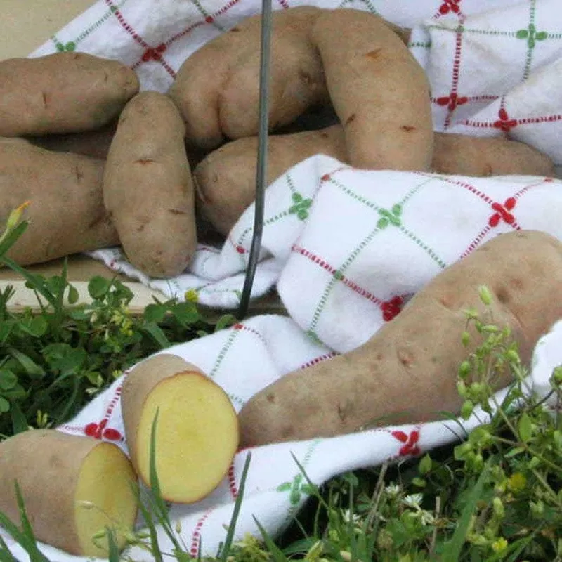rose-finn-apple-potato-2-pound-bag ‘Rose Finn Apple’ Potato – 2 Pound Bag
