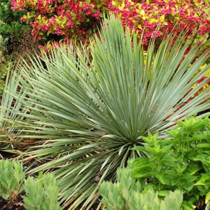 sapphire-skies-yucca ‘Sapphire Skies’ Yucca