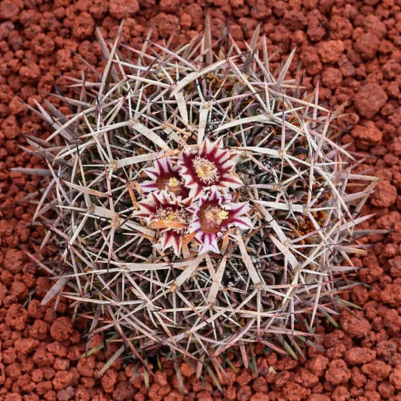 Stenocactus pentacanthus SEEDS