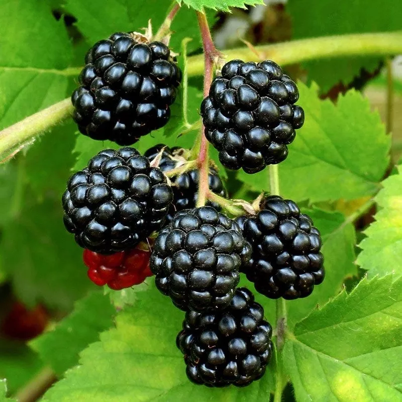 sweetie-pie-blackberry ‘Sweetie Pie’ Blackberry