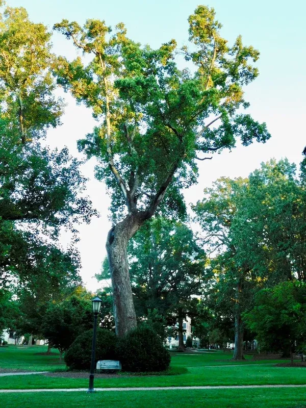 tulip-tree-15 Tulip Tree #15