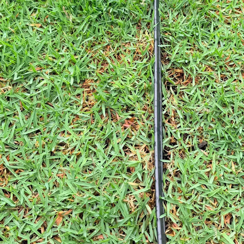 Zoysia japonica, El Toro Zoysia Grass