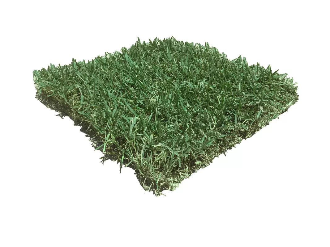 Zoysia Plug Slab (makes up to 144 1.5″ plugs)