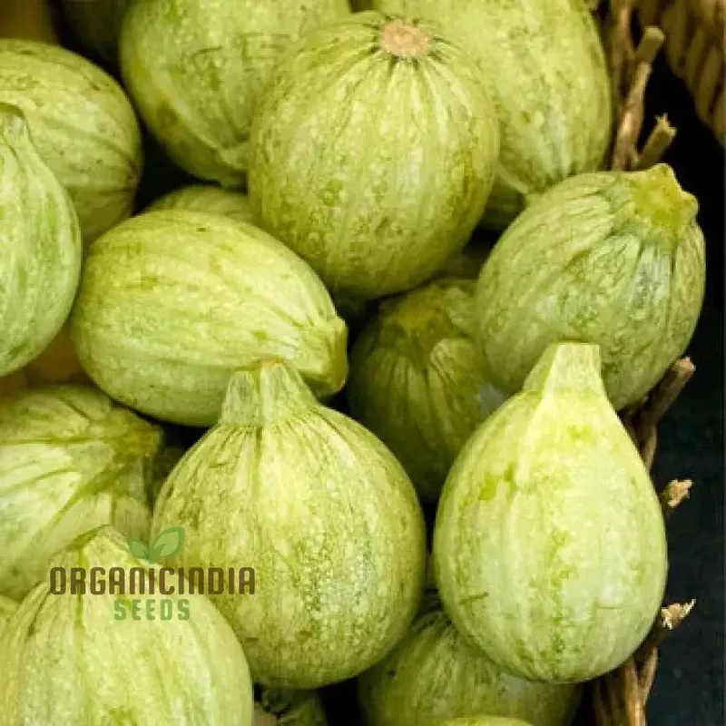 Zucchini – Ronde De Nice Seeds for Planting, Gardening – Premium Quality Organic Heirloom Vegetable Seeds
