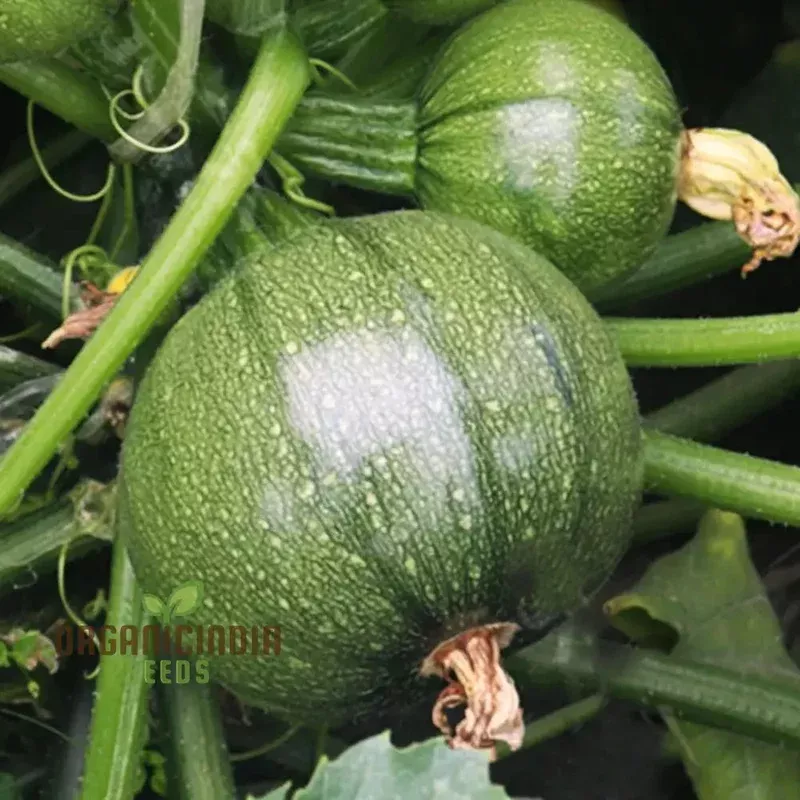 Zucchini Squash Round Hybrid Seeds, Elevate Your Gardening Experience with Nutritious, Flavorful Produce
