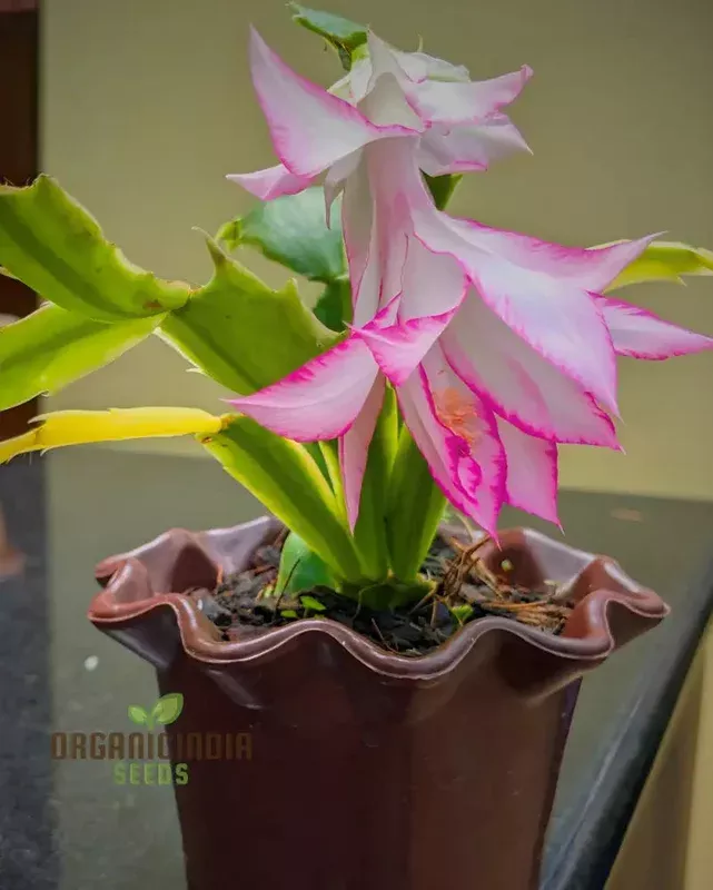 Zygocactus Schlumbergera Seeds for Planting – 100 pcs