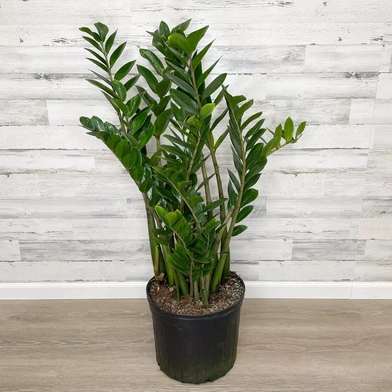 ZZ Plant – 14-inch Pot