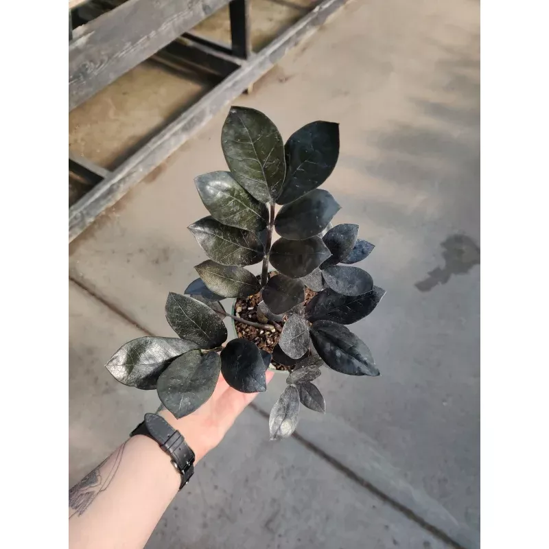 zz-plant-black-queen-4 ZZ Plant, Black Queen|4″