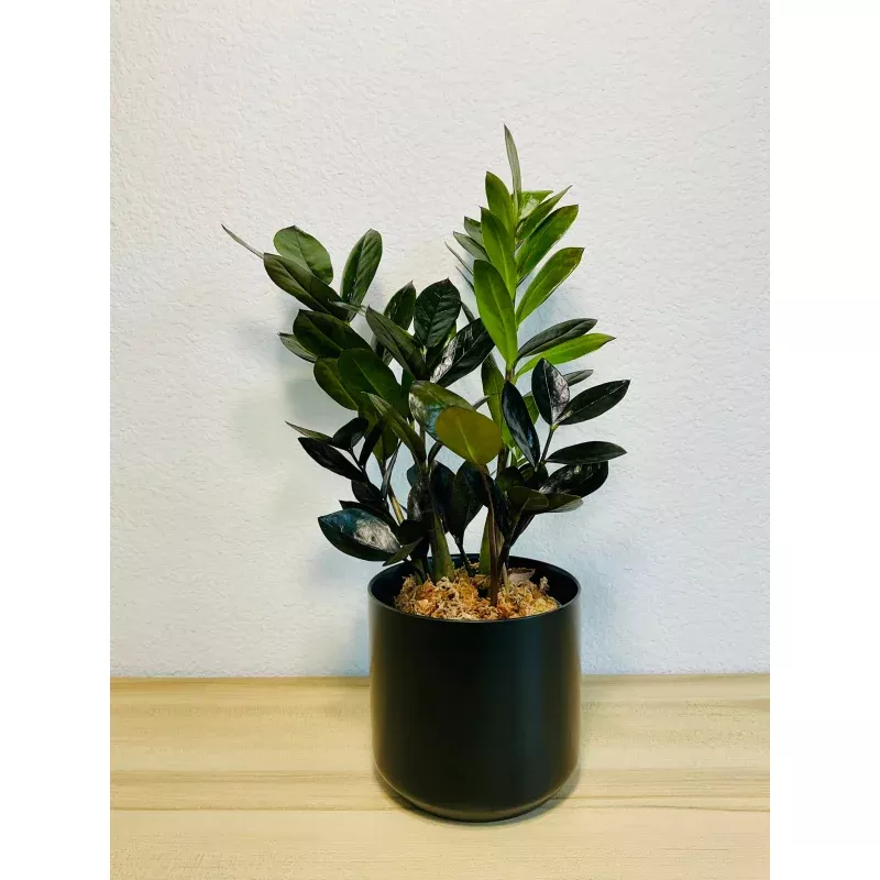 zz-plant-black-raven-zz-small-medium-ceramic-grow-pot-white-black-gray-blue-ochr ZZ Plant Black (Raven ZZ)|Small&Medium|Ceramic&Grow pot|White&Black&Gray&Blue&Ochre&Brown