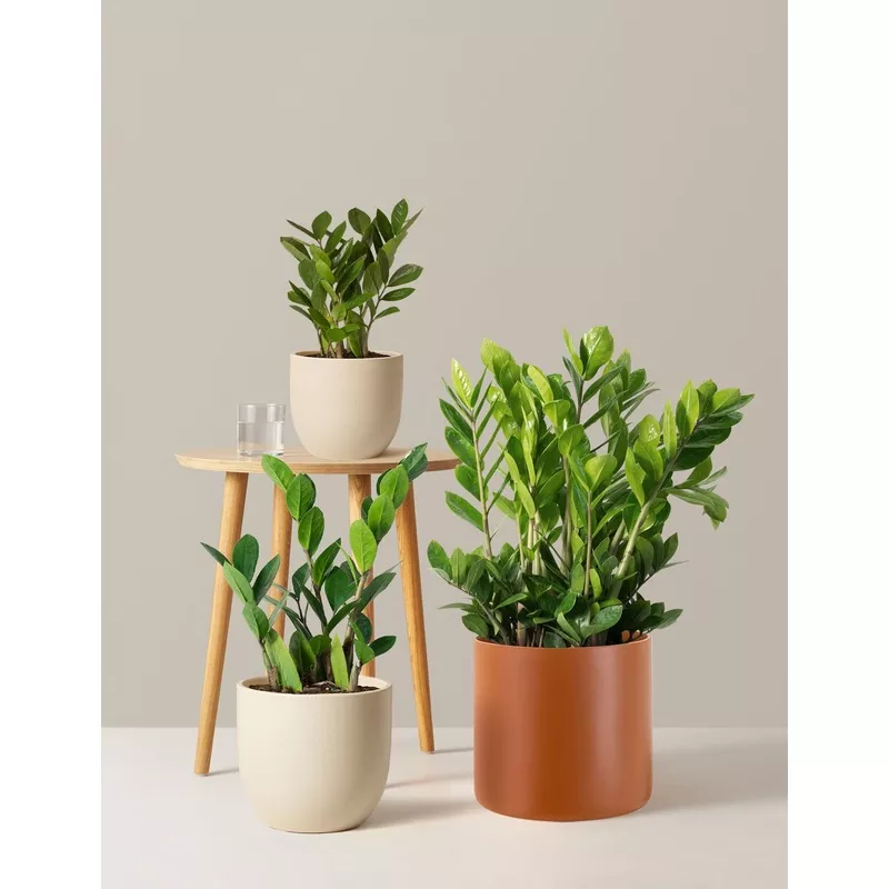 zz-plant-black ZZ Plant Black