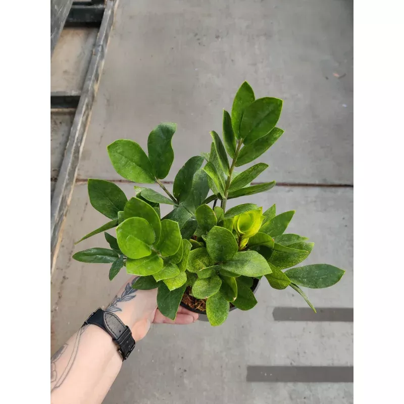 zz-plant-chameleon-6 ZZ Plant, Chameleon|6″