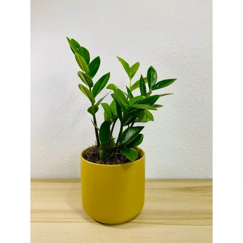 zz-plant-greenlush-indoor-gift-plant ZZ Plant GreenLush Indoor Gift Plant