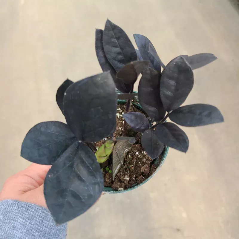 zz-plant-oscura-4-6 ZZ Plant, Oscura|4″&6″