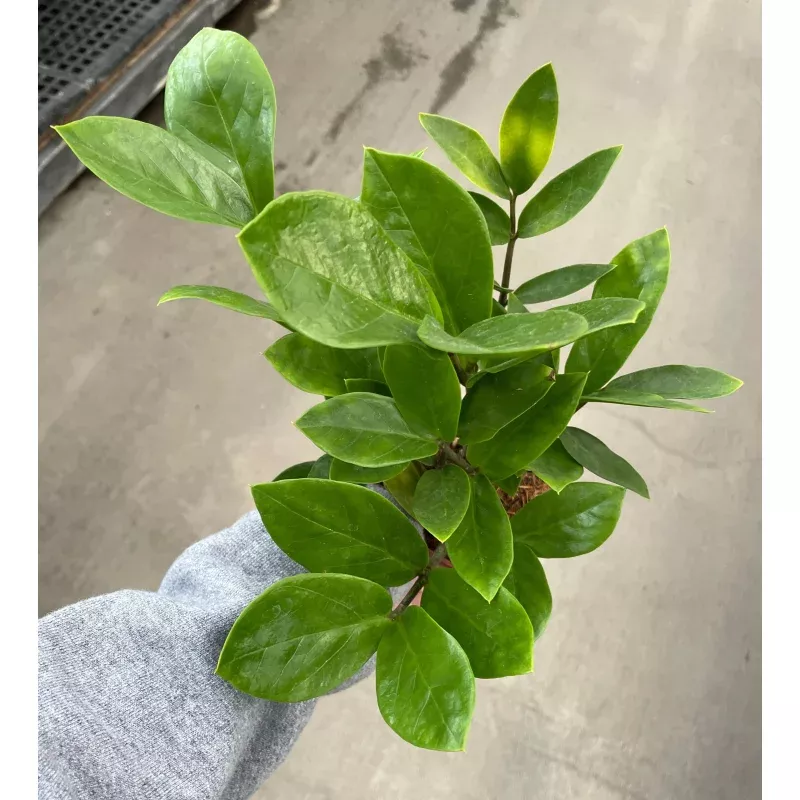 zz-plant-zenzi-4 ZZ Plant, Zenzi|4″