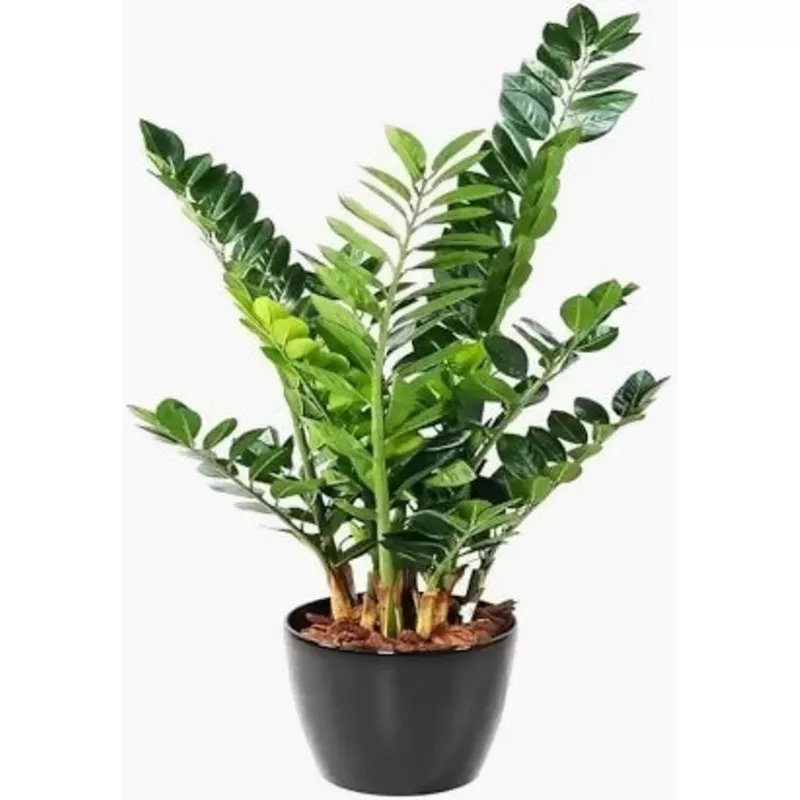 zz-zamia-greenrare-jiffy-tc-plant-ethereal-dna ZZ Zamia GreenRare Jiffy TC Plant – Ethereal DNA